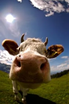 Cow Stock Photos