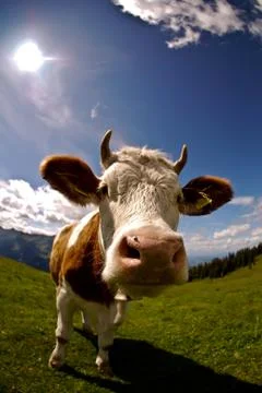Cow Stock Photos