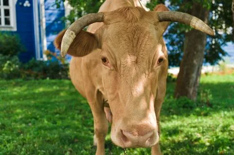 Cow Stock Photos