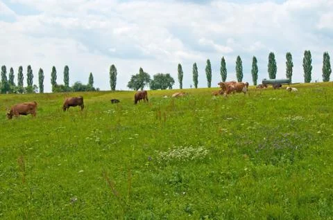 Cow Stock Photos