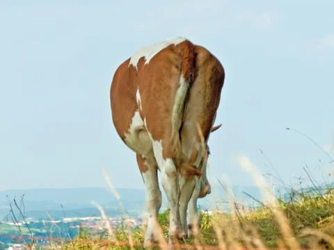 Cow Stock Photos