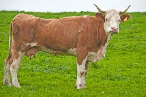 Cow Stock Photos