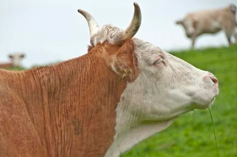 Cow Stock Photos