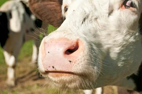 Cow Stock Photos