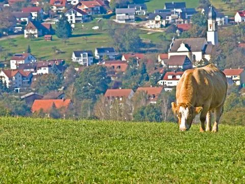 Cow Stock Photos