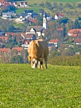 Cow Stock Photos