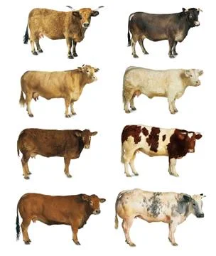 Cow Stock Photos