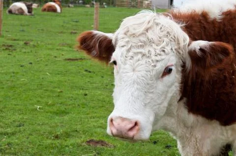 Cow Stock Photos