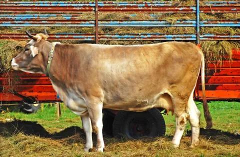 Cow Stock Photos