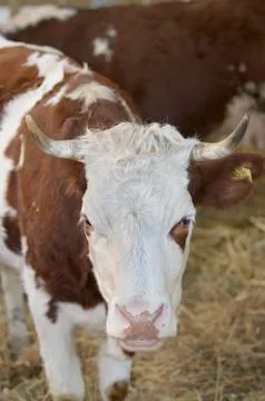 Cow Stock Photos