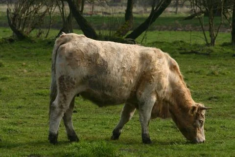 Cow Stock Photos
