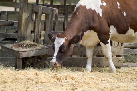 Cow Stock Photos