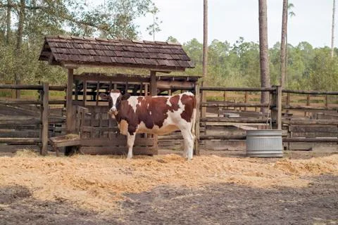 Cow Stock Photos