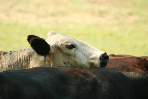 Cow Stock Photos