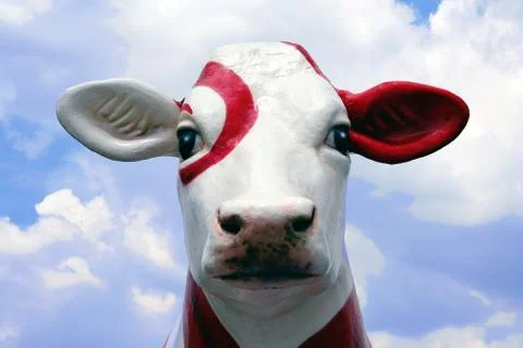 Cow Stock Photos