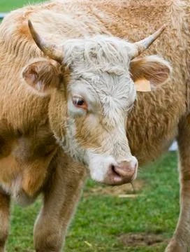 Cow Stock Photos