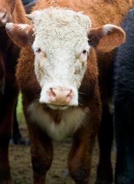 Cow Stock Photos