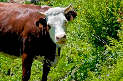 Cow Stock Photos