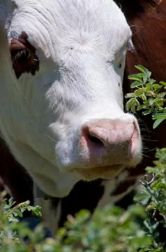 Cow Stock Photos