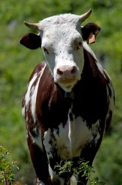 Cow Stock Photos
