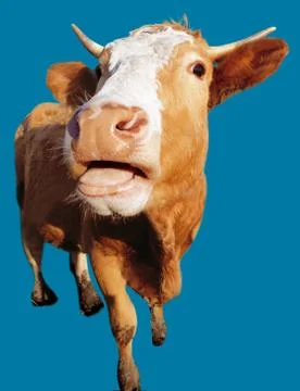The cow Stock Photos