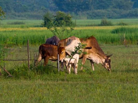 Cow Stock Photos
