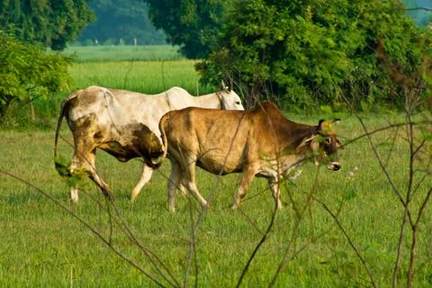 Cow Stock Photos