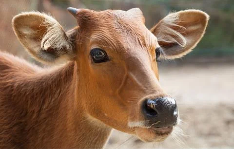 Cow. Stock Photos