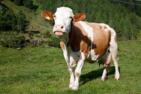 Cow Stock Photos