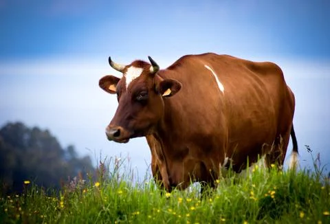 Cow Stock Photos