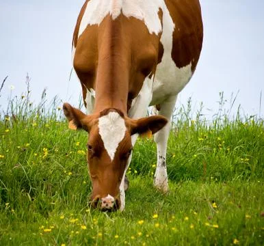 Cow Stock Photos