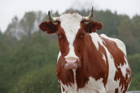 Cow Stock Photos