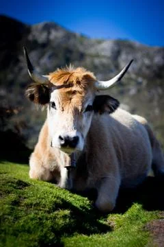 Cow Stock Photos