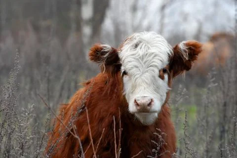 Cow Stock Photos