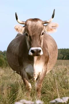 Cow Foto stock