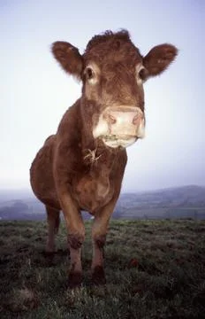 Cow Stock Photos