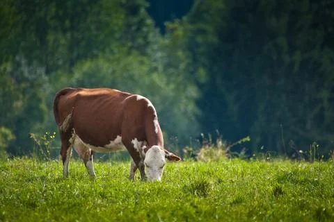 Cow Foto stock