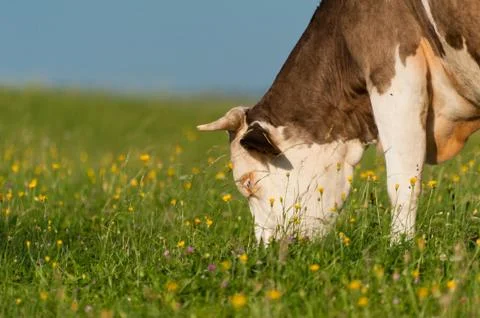 Cow Stock Photos