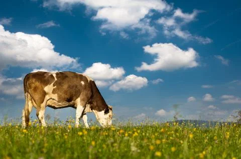 Cow Foto stock