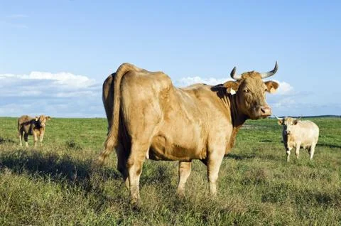 Cow Stock Photos