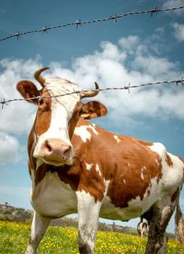 Cow Stock Photos