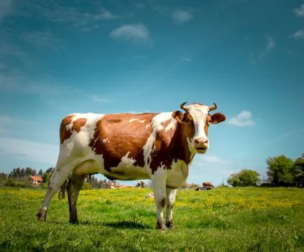 Cow Stock Photos