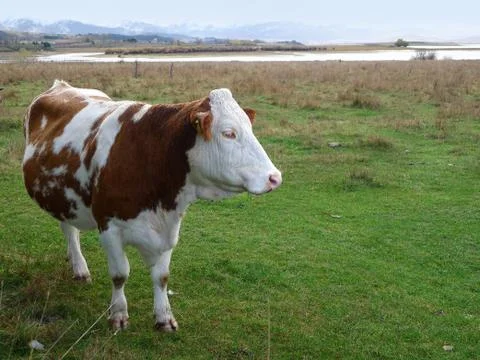 Cow Foto stock