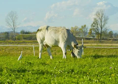 Cow Stock Photos