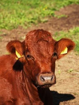 Cow Foto stock