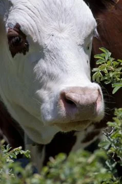 Cow Stock Photos