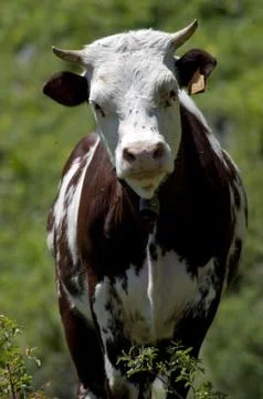 Cow Stock Photos