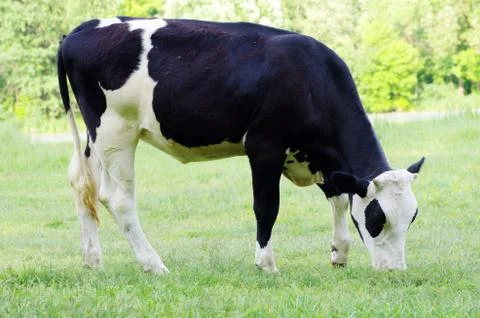 Cow Stock Photos