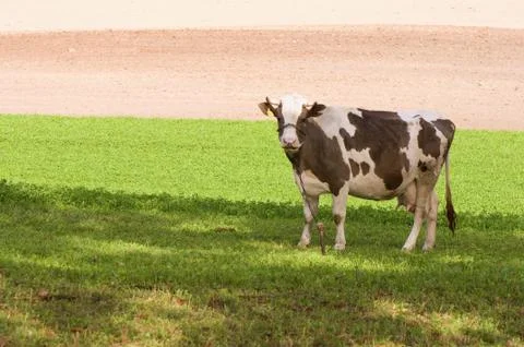 Cow Stock Photos