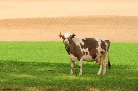 Cow Foto stock